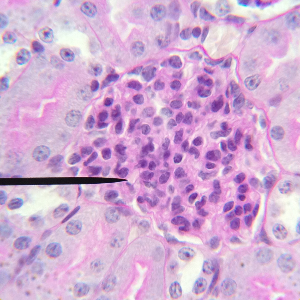 LabCam® iPhone Adapter for Microscopes & Telescopes iDu Optics