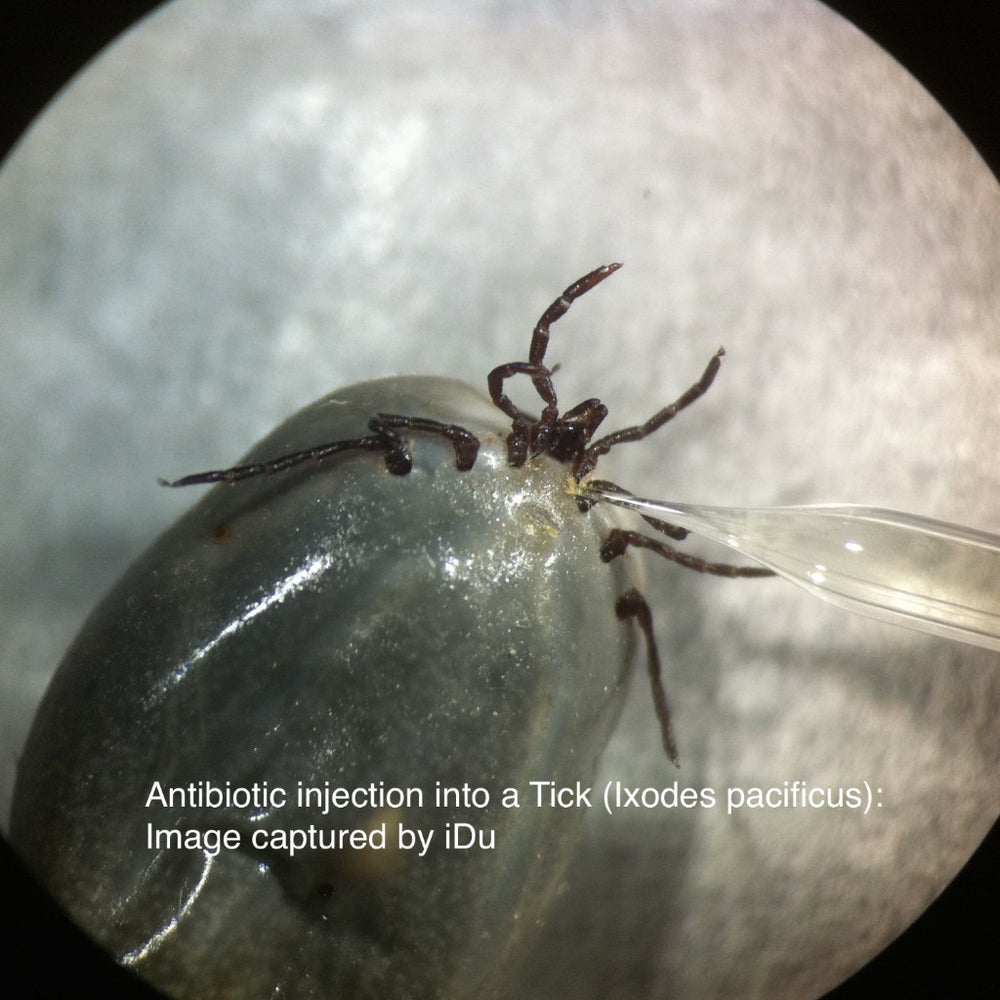 LabCam® iPhone Adapter for Microscopes & Telescopes iDu Optics