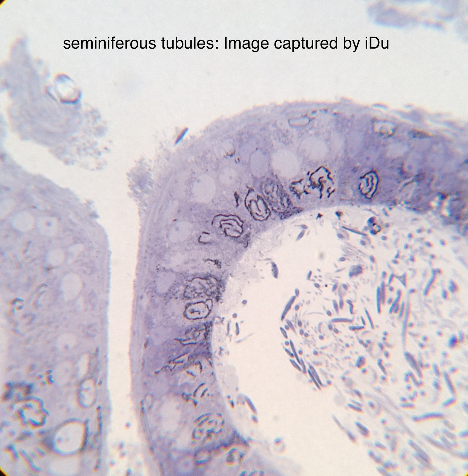 LabCam® iPhone Adapter for Microscopes & Telescopes iDu Optics